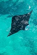 MANTA RAYS