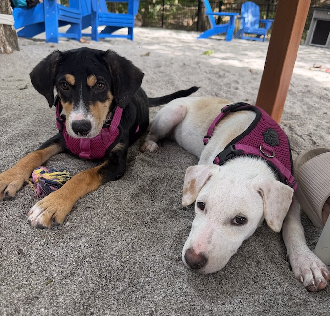 Jade Mountain and Anse Chastanet - HelpAWS Puppy Café