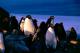 /Media/images/Product_Images/antarctic/penguin parade.jpg />
                </div>
            }
            else
            {
                <div data-p=