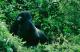 /Media/images/Product_Images/destinations/rwanda gorillas/mt.gorilla.jpg />
                </div>
            }
            else
            {
                <div data-p=