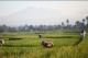 /Media/images/Product_Images/destinations/segway/rice fields.jpg />
                </div>
            }
            else
            {
                <div data-p=